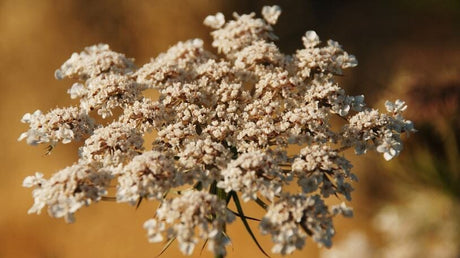 Leacuri băbești pentru tratarea disfuncțiilor erectile.