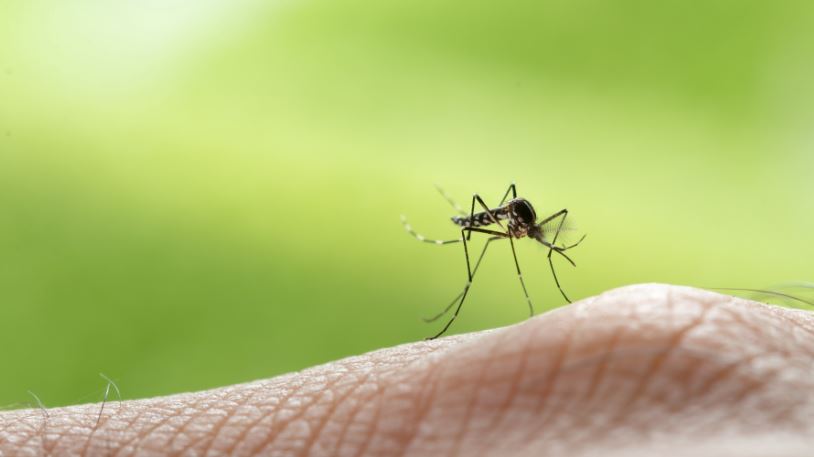 Mușcătura de țânțar: prevenție și remedii naturiste
