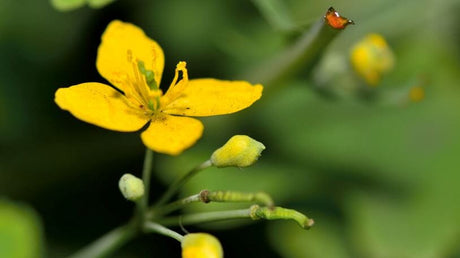 Ce Proprietati Are Rostopasca? Cand Se Poate Utiliza?