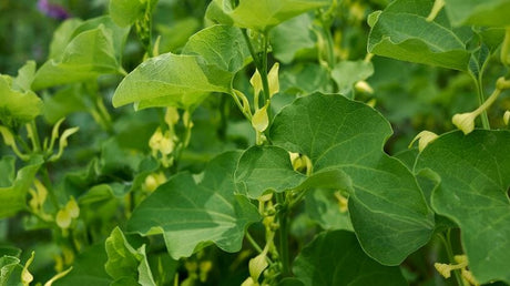 Mărul-Lupului, Între Agonie Și Extaz... Toxică, Dar Cu Beneficii