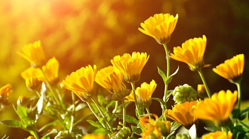 4 Dintre cele mai populare plante medicinale romneti: Ctina, Rostop   Faunus Plant