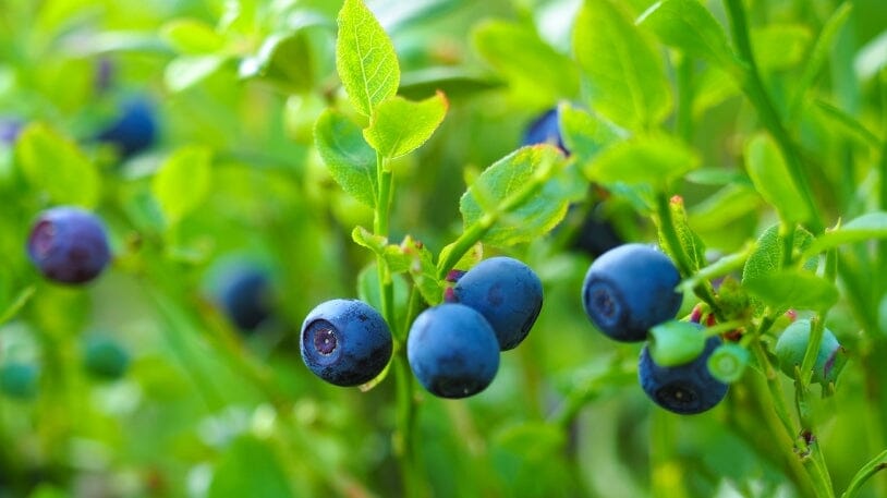 5 plante medicinale pentru scăderea glicemiei