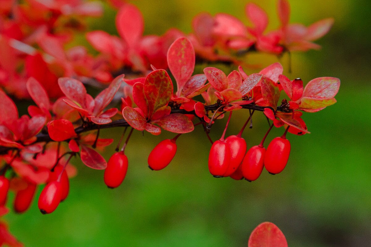 Plante care conțin berberină și comparație între extracte.