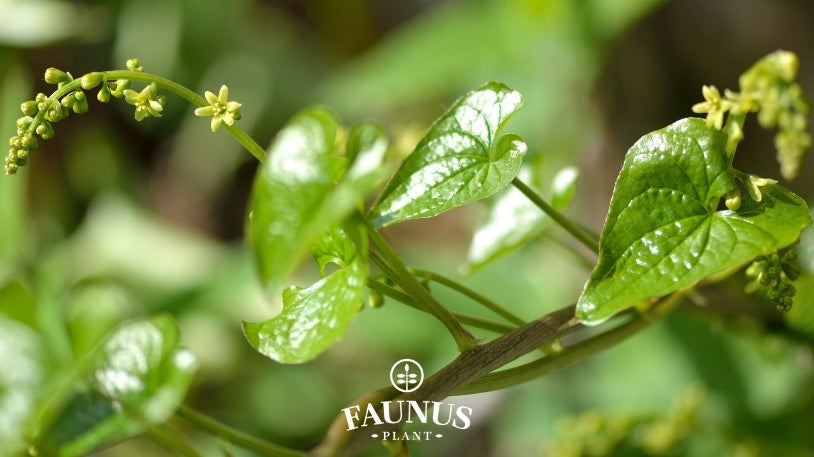 Untul Pământului: Descoperă o plantă cu un imens potențial terapeutic!