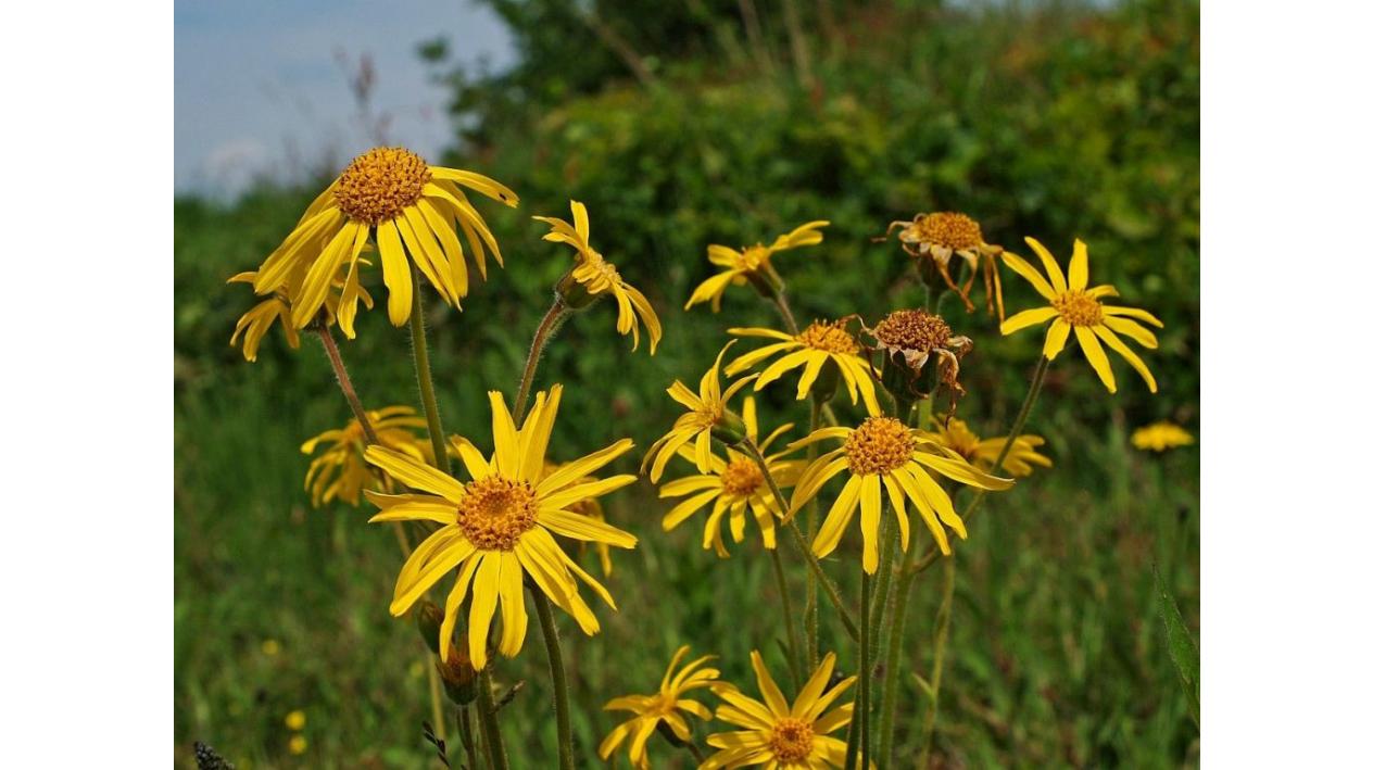 Arnica, ajutorul natural impotriva contuziilor, traumelor si durerilor musculare