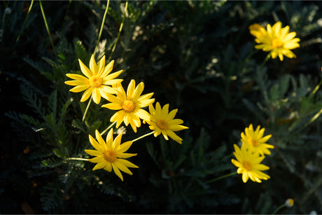 Arnica, ajutorul natural impotriva contuziilor, traumelor si durerilor musculare