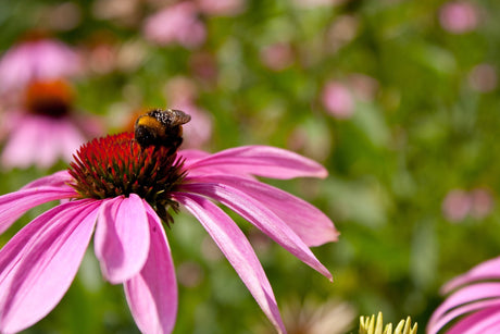 Echinacea – Proprietăți și beneficii: Primul vizat, sistemul imunitar