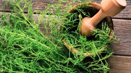 Planta De Coada Calului Și Proprietățile Sale Medicinale