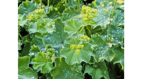 Crețișoara și beneficiile sale pentru piele