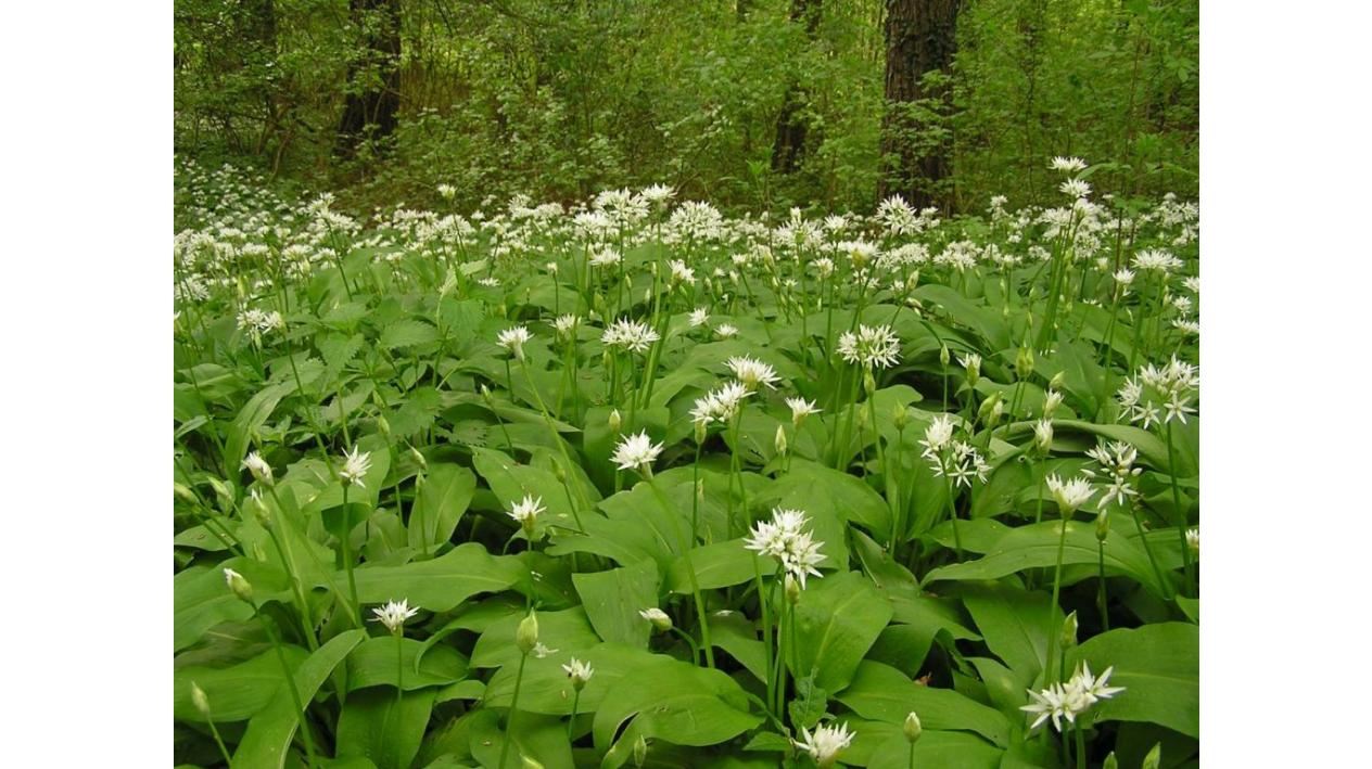 Leurda – Descrierea plantei, utilizari in bucatarie si nu numai...