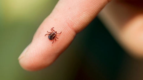 Cum previi înțepătura de căpușă. Remedii naturiste pentru înțepături de insecte