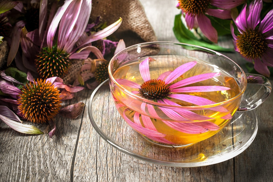 Echinacea – Efecte benefice: Primul vizat, sistemul imunitar