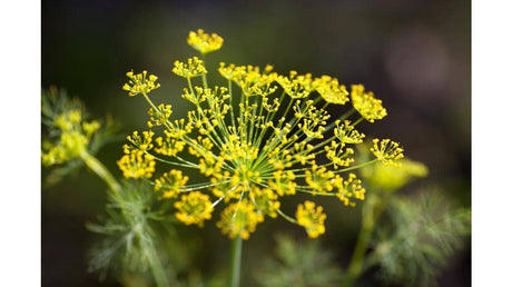 Fenicul beneficii și proprietăți. De ce merită consumat?