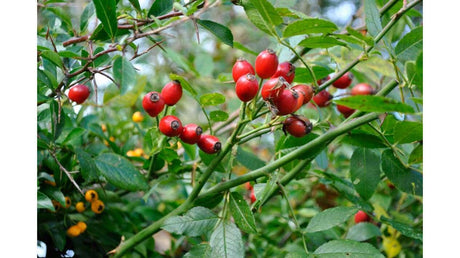 Măceșul: beneficii pentru sănătate