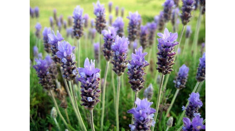 Lavanda, planta medicinala cu o mie si una de utilizari