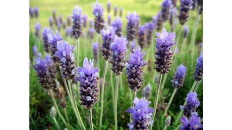 Lavandă beneficii pentru sănătate. Vezi cum te ajută lavanda