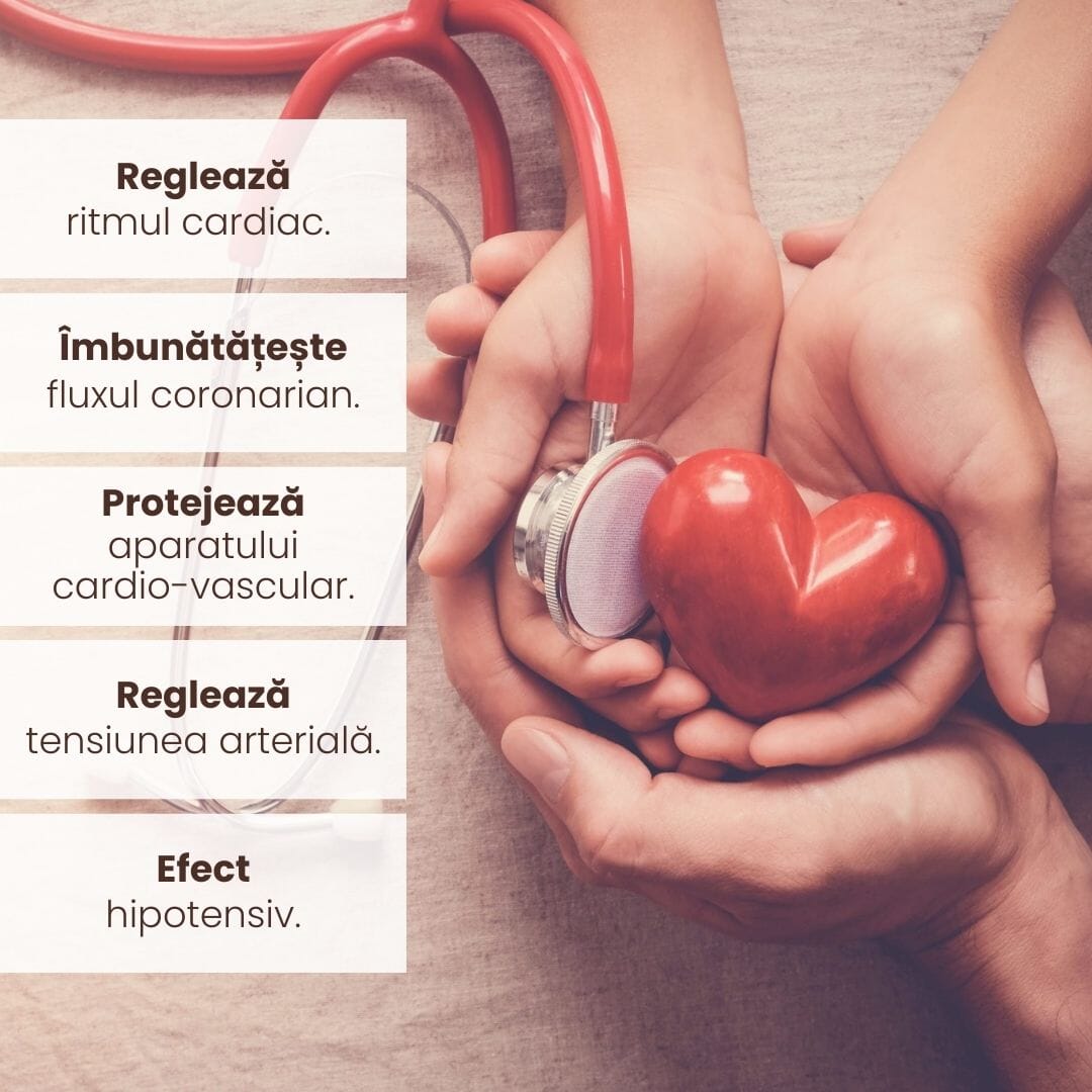 Infografic al beneficiilor Pachetului Normotensius de la Faunus Plant: reglează ritmul cardiac, îmbunătățește fluxul coronarian, protejează aparatul cardiovascular, reglează tensiunea arterială și are efect hipotensiv. Fundal cu o imagine simbolică a inimii ținute în mâini.