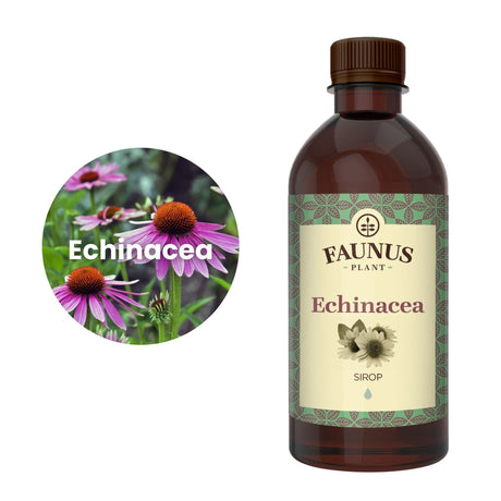 Reprezentare grafică a ingredientului principal al Siropului Echinacea 500ml de la Faunus Plant, și anume echinacea, în chenar alb, având în partea dreaptă flaconul de sirop. | Cantitate - 500ml
