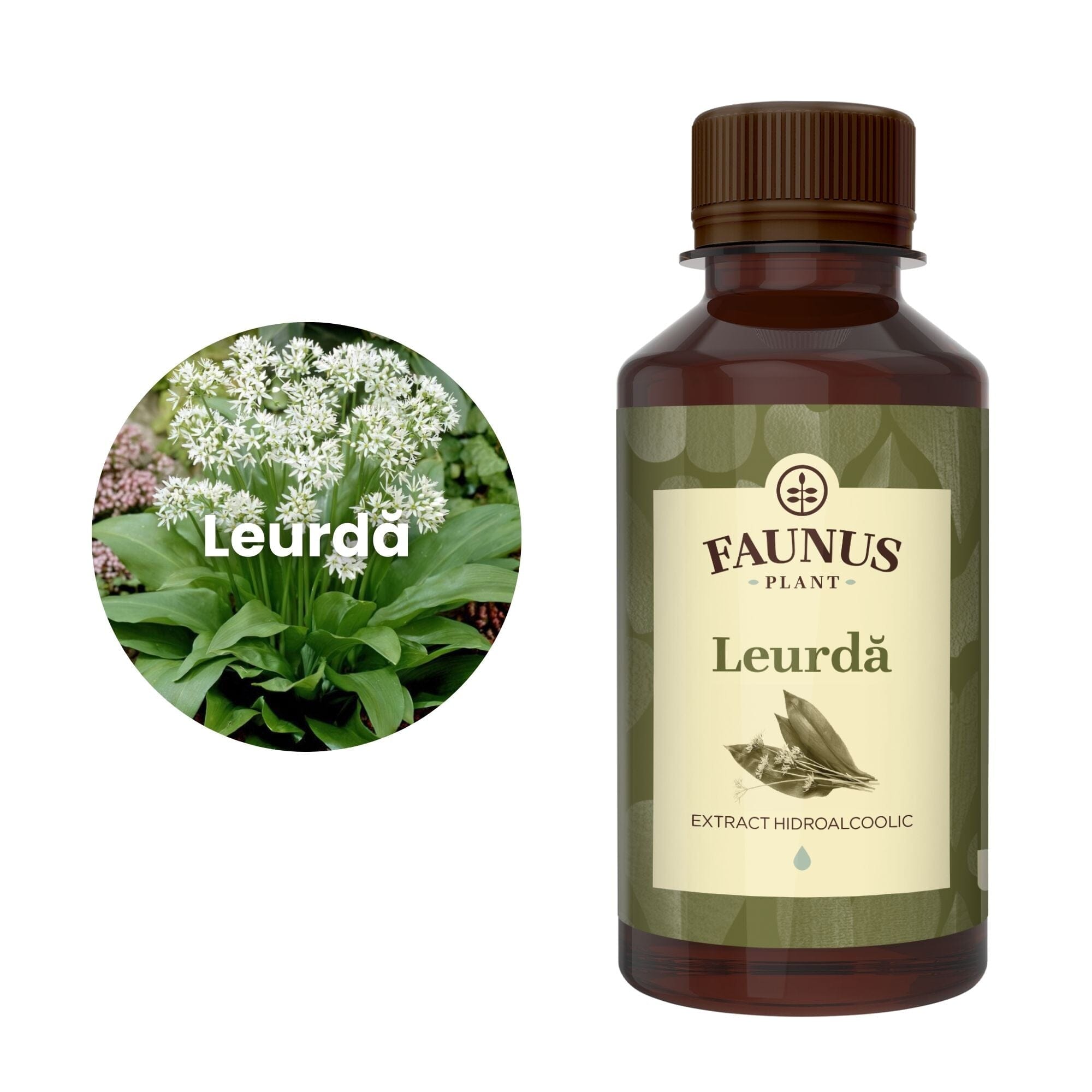 Imagine care cuprinde o reprezentare grafică a ingredientului principal din compoziția Tincturii Leurdă 200ml și anume floarea și frunzele de leurdă. În dreapta imaginii, produsul Tinctură Leurdă 200 ml de la Faunus Plant.