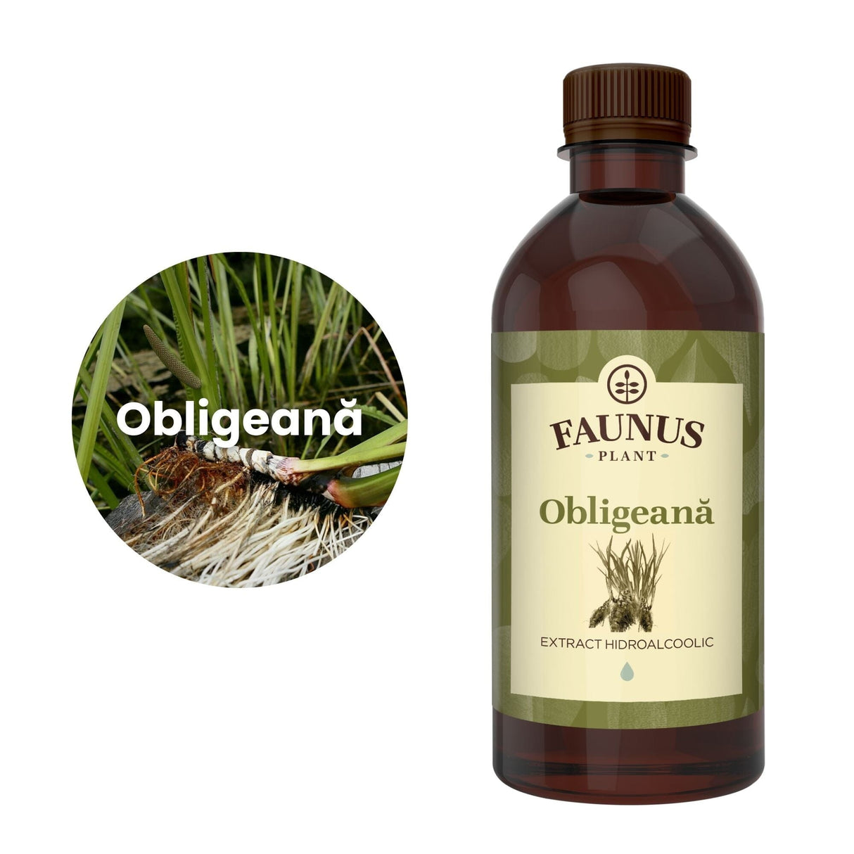 Imagine care cuprinde o reprezentare grafică a ingredientului principal din compoziția Tincturii Obligeană 500ml și anume planta obligeană. În dreapta imaginii, produsul Tinctura Obligeană 500 ml de la Faunus Plant.