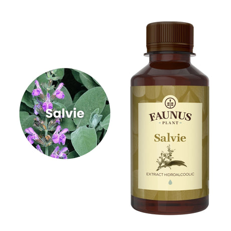 Imagine care cuprinde o reprezentare grafică a ingredientului principal din compoziția Tincturii Salvie 200ml și anume planta salvie. În dreapta imaginii, produsul Tinctură Salvie 200 ml de la Faunus Plant.