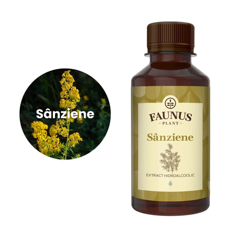 Imagine care cuprinde o reprezentare grafică a ingredientului principal din compoziția Tincturii Sânziene 200ml și anume sânziana. În dreapta imaginii, produsul Tinctură Sânziene 200 ml de la Faunus Plant. | Cantitate - 200ml