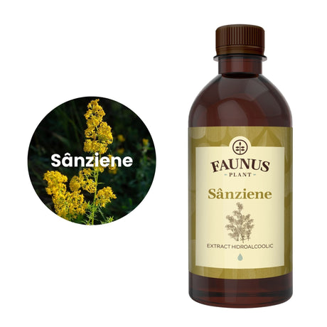 Imagine care cuprinde o reprezentare grafică a ingredientului principal din compoziția Tincturii Sânziene 500ml și anume sânziana. În dreapta imaginii, produsul Tinctură Sânziene 500 ml de la Faunus Plant. | Cantitate - 500ml