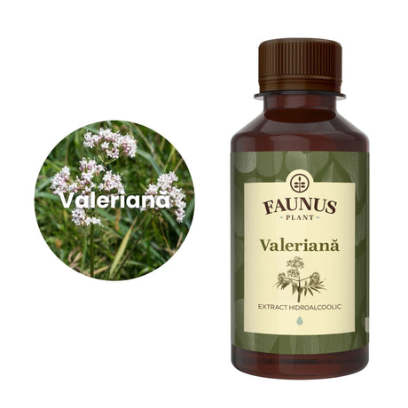 Imagine care cuprinde o reprezentare grafică a ingredientului principal din compoziția Tincturii Valeriană 200ml și anume valeriana. În dreapta imaginii, produsul Tinctură Valeriană 200 ml de la Faunus Plant. | Cantitate - 200ml