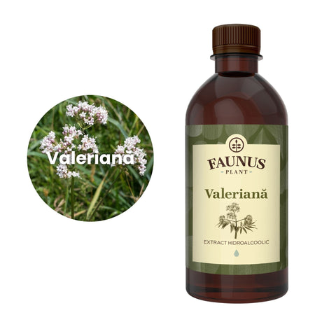 Imagine care cuprinde o reprezentare grafică a ingredientului principal din compoziția Tincturii Valeriană 500ml și anume valeriana. În dreapta imaginii, produsul Tinctură Valeriană 500 ml de la Faunus Plant. | Cantitate - 500ml