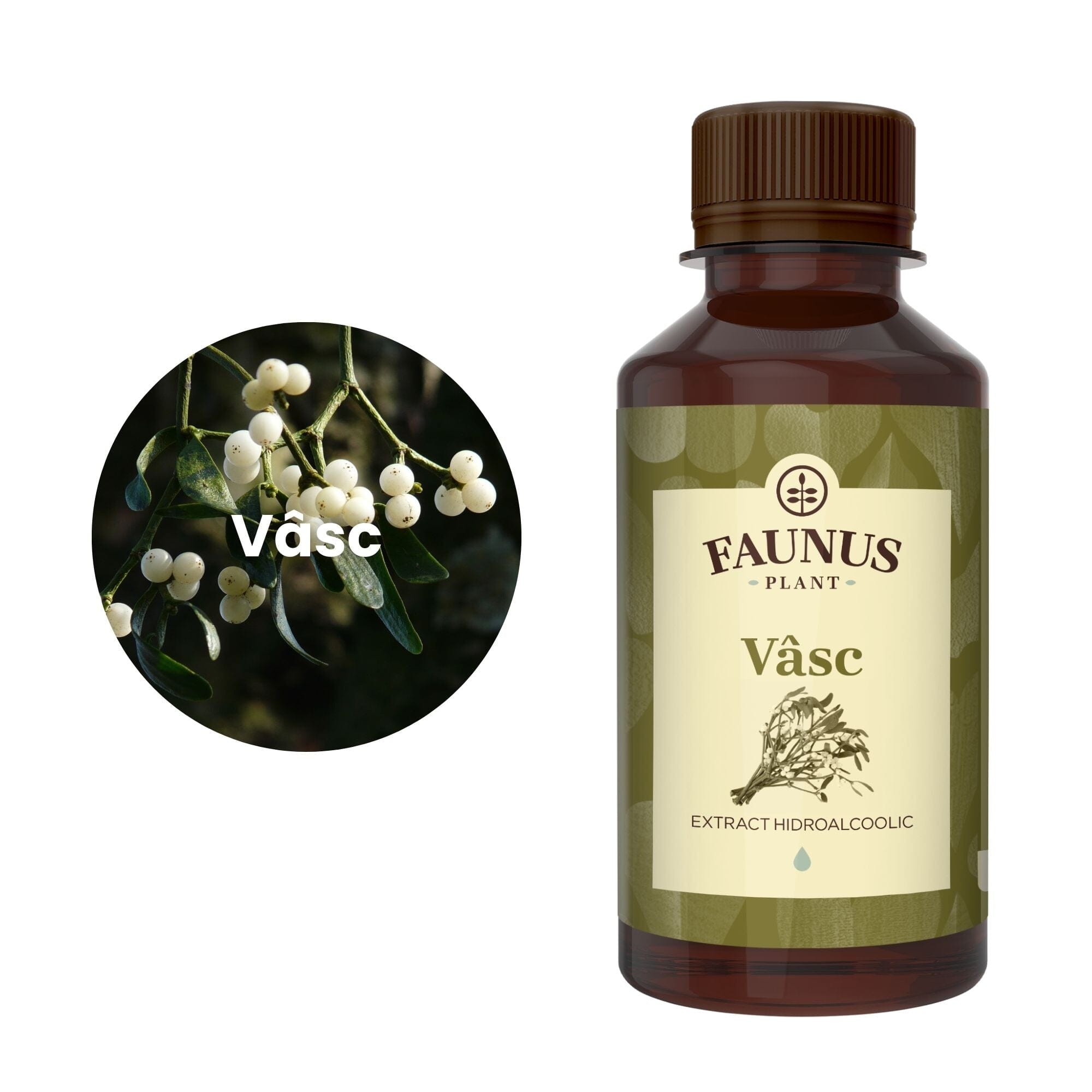 Imagine care cuprinde o reprezentare grafică a ingredientului principal din compoziția Tincturii Vâsc 200ml și anume vâscul. În dreapta imaginii, produsul Tinctură Vâsc 200 ml de la Faunus Plant.