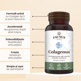 Colagenus Capsule - Colagen concentrat tip II, acid hialuronic și plante medicinale. Dureri articulare, rezistență articulații, flexibilitate - 60 Capsule Supliment alimentar Faunus Plant 