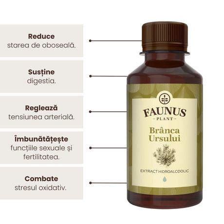 Beneficii principale ale Tincturii Brânca Ursului 200 ml de la Faunus Plant precum: reducerea stării de oboseală, susținerea digestiei, reglarea tensiunii arteriale, îmbunătățirea funcției sexuale și fertilitatea, dar și combaterea stresului oxidativ. | Cantitate - 200ml