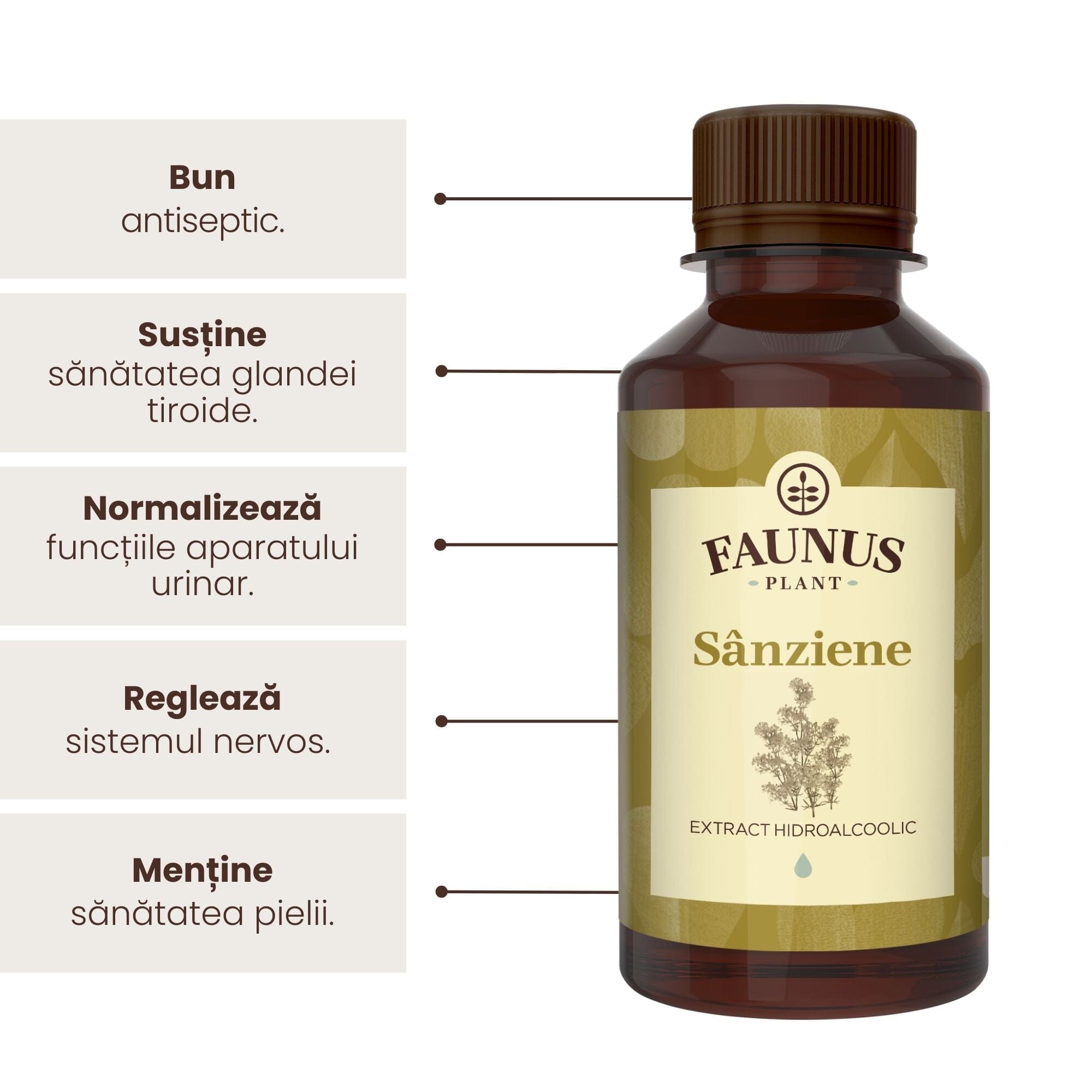 Beneficii principale Tinctura Sânziene 200 ml de la Faunus Plant precum proprietăți antiseptice, susține sănătatea glandei tiroide, normalizează funcția aparatului urinar, reglazează sistemul nervos și menține sănătatea pielii.