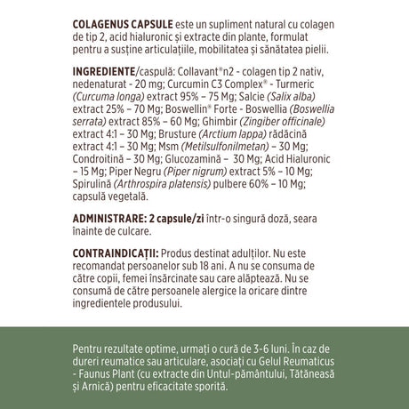 Colagenus Capsule - Colagen concentrat tip II, acid hialuronic și plante medicinale. Dureri articulare, rezistență articulații, flexibilitate - 60 Capsule Supliment alimentar Faunus Plant 