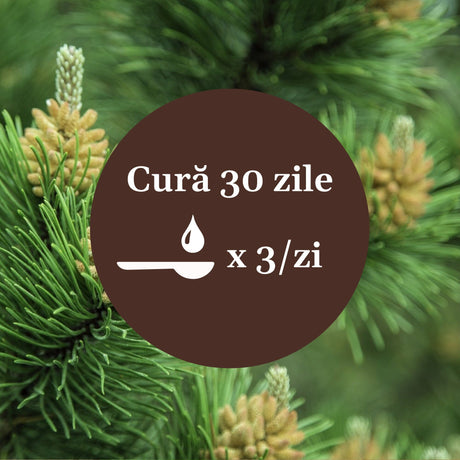 Imagine cu frunze de pin cu element grafic circular de culoare maro cu un text în mijloc despre cura de 30 de zile cu Sirop de Pin 500ml de la Faunus Plant, sugerând 1 linguriță de 3 ori pe zi.