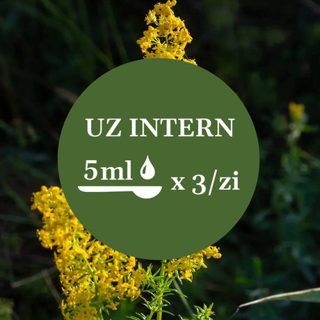 Modul de administrare a Tincturii Sânziene 200 ml: recomandare pentru uz intern, administrare de 3 ori pe zi. În imaginea de fundal, frunze și flori de sânziană.