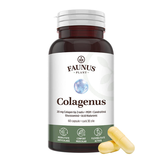 Colagenus Capsule - Colagen concentrat tip II, acid hialuronic și plante medicinale. Dureri articulare, rezistență articulații, flexibilitate - 60 Capsule Supliment alimentar Faunus Plant 