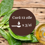 Imagine cu frunze de pătlagină pe o masă de lemn, cu un element grafic circular de culoare maro pe mijloc, cu text despre cura de 12 zile cu Sirop de Pătlagină cu Miere și Propolis 200ml, sugerând 1 linguriță de 3 ori pe zi.
