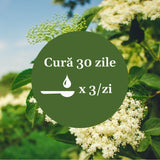 Imagine cu florile de soc cu un element grafic circular de culoare verde închis cu un text în mijloc despre cura de 30 de zile cu Sirop de Soc 200ml, sugerând 1 linguriță de 3 ori pe zi.