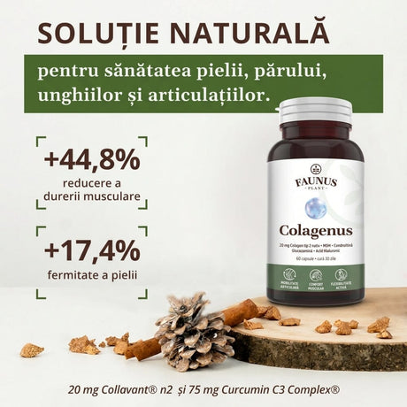 Colagenus Capsule - Colagen concentrat tip II, acid hialuronic și plante medicinale. Dureri articulare, rezistență articulații, flexibilitate - 60 Capsule Supliment alimentar Faunus Plant 