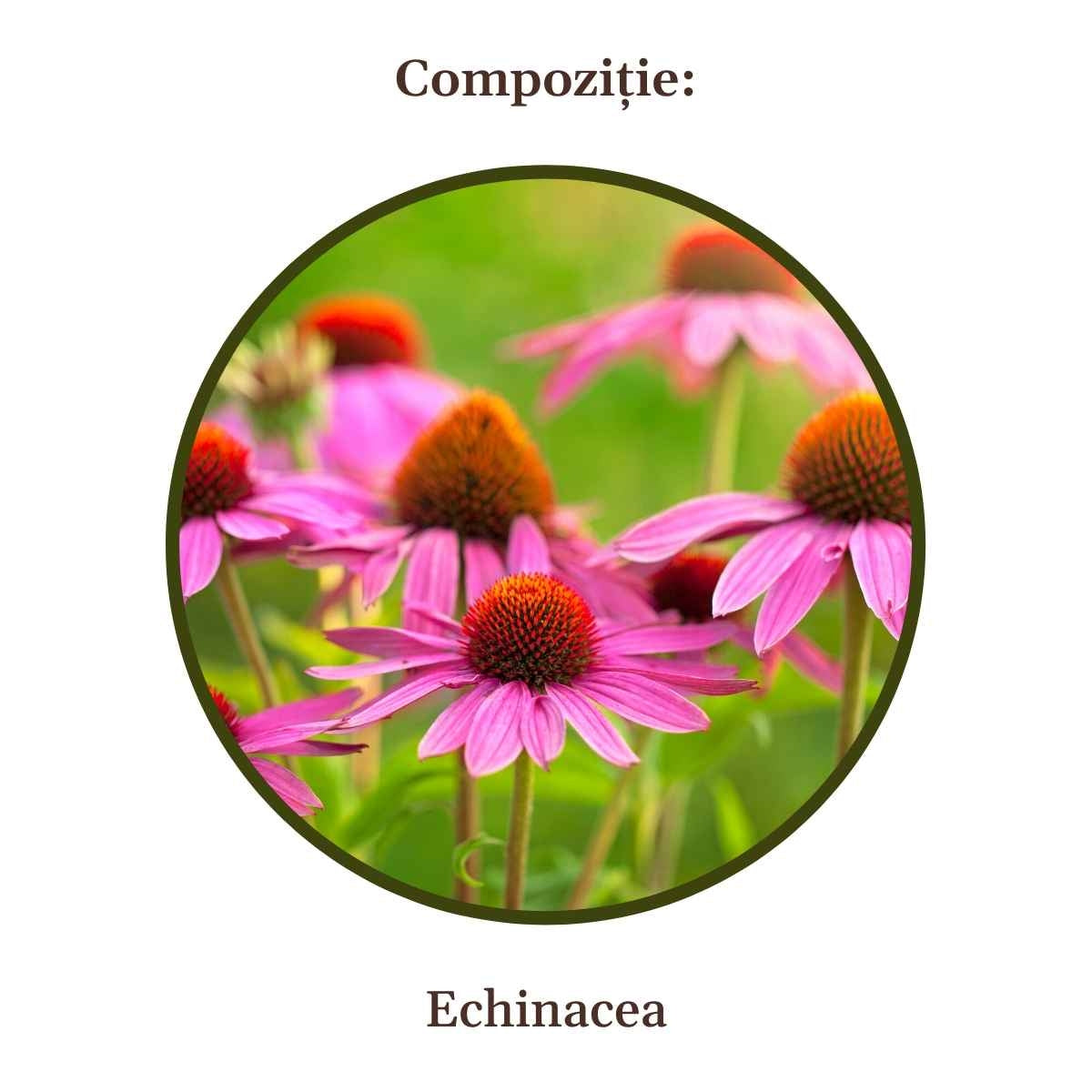 Sirop Echinacea 500ml Cosmetics Faunus Plant Ro 